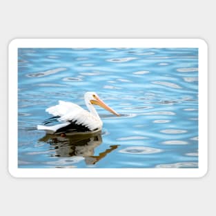 American White Pelican on Blue Water by Debra Martz Sticker